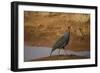 Vulturine Guineafowl-Joe McDonald-Framed Photographic Print