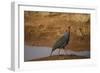 Vulturine Guineafowl-Joe McDonald-Framed Photographic Print