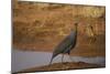 Vulturine Guineafowl-Joe McDonald-Mounted Photographic Print