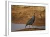 Vulturine Guineafowl-Joe McDonald-Framed Photographic Print