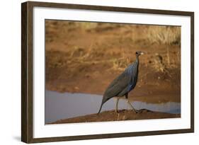 Vulturine Guineafowl-Joe McDonald-Framed Photographic Print