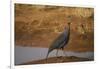 Vulturine Guineafowl-Joe McDonald-Framed Photographic Print