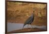 Vulturine Guineafowl-Joe McDonald-Framed Photographic Print