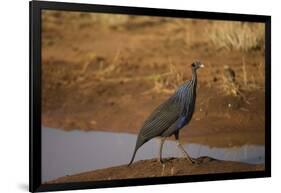 Vulturine Guineafowl-Joe McDonald-Framed Photographic Print