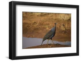 Vulturine Guineafowl-Joe McDonald-Framed Photographic Print