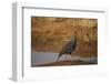 Vulturine Guineafowl-Joe McDonald-Framed Photographic Print