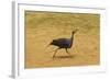 Vulturine Guineafowl-Mary Ann McDonald-Framed Photographic Print