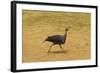 Vulturine Guineafowl-Mary Ann McDonald-Framed Photographic Print