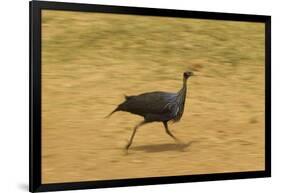 Vulturine Guineafowl-Mary Ann McDonald-Framed Photographic Print