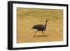 Vulturine Guineafowl-Mary Ann McDonald-Framed Photographic Print