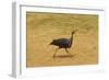 Vulturine Guineafowl-Mary Ann McDonald-Framed Photographic Print