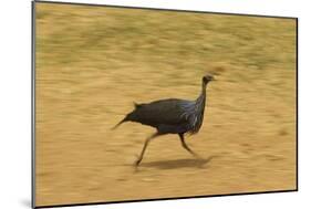 Vulturine Guineafowl-Mary Ann McDonald-Mounted Photographic Print