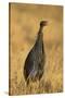 Vulturine Guineafowl-Joe McDonald-Stretched Canvas