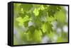 Vvine Maple Leaves, Silver Falls State Park, Silverton, Oregon, USA-Jaynes Gallery-Framed Stretched Canvas
