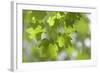 Vvine Maple Leaves, Silver Falls State Park, Silverton, Oregon, USA-Jaynes Gallery-Framed Photographic Print