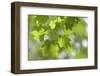 Vvine Maple Leaves, Silver Falls State Park, Silverton, Oregon, USA-Jaynes Gallery-Framed Photographic Print