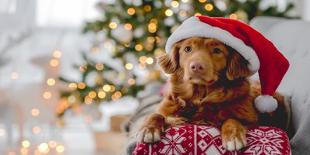 Toller Retriever in Christmas Time-VYCHEGZHANINA-Photographic Print