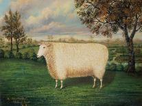 A Prize Sheep of the Old Lincoln Breed, 1835-W. Adamson-Giclee Print