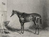 Portrait of the Racehorse Harkaway Who Won the 1838 Goodwood Cup in His Stable-W.b. Scott-Framed Stretched Canvas