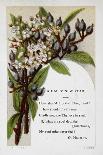 New Year Greetings Card With Floral Decoration and Poem by G. Herbert-W. Dickes-Framed Giclee Print