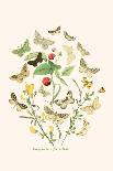 European Butterflies and Moths-W.F. Kirby-Stretched Canvas