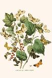 European Butterflies and Moths-W.F. Kirby-Framed Art Print