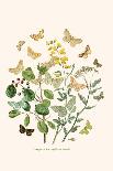 European Butterflies and Moths-W.F. Kirby-Art Print
