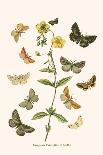 European Butterflies and Moths-W.F. Kirby-Stretched Canvas