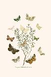 European Butterflies and Moths-W.F. Kirby-Art Print