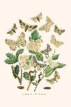 European Butterflies and Moths-W.F. Kirby-Laminated Art Print