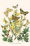 European Butterflies and Moths-W.F. Kirby-Framed Art Print