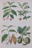 Coffee Tea Chocolate and Breadfruit Plate from a Botanical Study-W. Fitch-Giclee Print