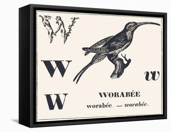 W for Worabee (Variety of African Weaver, Sought after as a Cage Bird), 1850 (Engraving)-Louis Simon (1810-1870) Lassalle-Framed Stretched Canvas