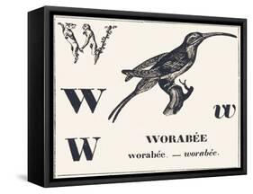 W for Worabee (Variety of African Weaver, Sought after as a Cage Bird), 1850 (Engraving)-Louis Simon (1810-1870) Lassalle-Framed Stretched Canvas