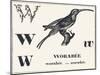 W for Worabee (Variety of African Weaver, Sought after as a Cage Bird), 1850 (Engraving)-Louis Simon (1810-1870) Lassalle-Mounted Giclee Print