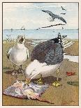 Common Gulls on a Beach-W. Foster-Laminated Art Print