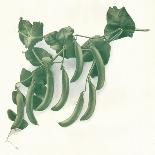 Green Peas, C1908-W&G Baird-Framed Stretched Canvas