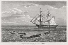 Sea Serpent Look-Alike Trailing Sea-Weed Observed by the French Ship "Pekin" off the Burma Coast-W.h. Freeman-Framed Art Print