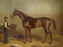 Sir Hugo as a threeyear old held by Groom in a Stable-W.H. Hopkins-Giclee Print