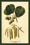 Catkins and Leaves of the Aspen Poplar-W.h.j. Boot-Art Print