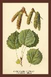 Alder, Catkins and Foliage-W.h.j. Boot-Art Print