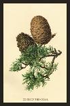 Catkins and Leaves of the Aspen Poplar-W.h.j. Boot-Art Print