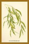 Leaves of the Willow-W.h.j. Boot-Art Print