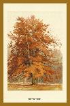 The Beech Tree-W.h.j. Boot-Art Print