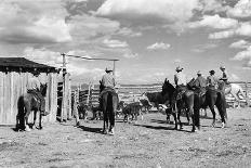 Moving Cattle into Corral-W.H. Shaffer-Mounted Photographic Print