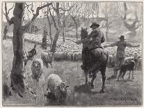 Mustering Sheep, Austral-W Hatherell-Art Print