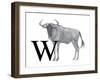 W is for Wildebeest-Stacy Hsu-Framed Art Print