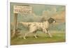 W.J. and F. Quennell Trade Card with an English Setter-null-Framed Giclee Print