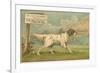 W.J. and F. Quennell Trade Card with an English Setter-null-Framed Giclee Print