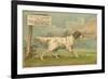 W.J. and F. Quennell Trade Card with an English Setter-null-Framed Giclee Print